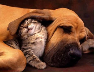dog-ear-blanket.jpg