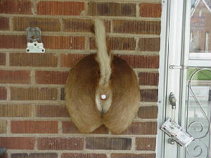 picredneckdoorbell.jpg