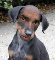 puppyforsale.jpg