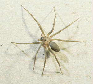 spider.jpg