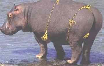 hippo.jpg