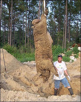 pig.jpg